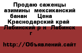       Продаю саженцы азимины (мексиканский банан). › Цена ­ 500 - Краснодарский край, Лабинский р-н, Лабинск г.  »    